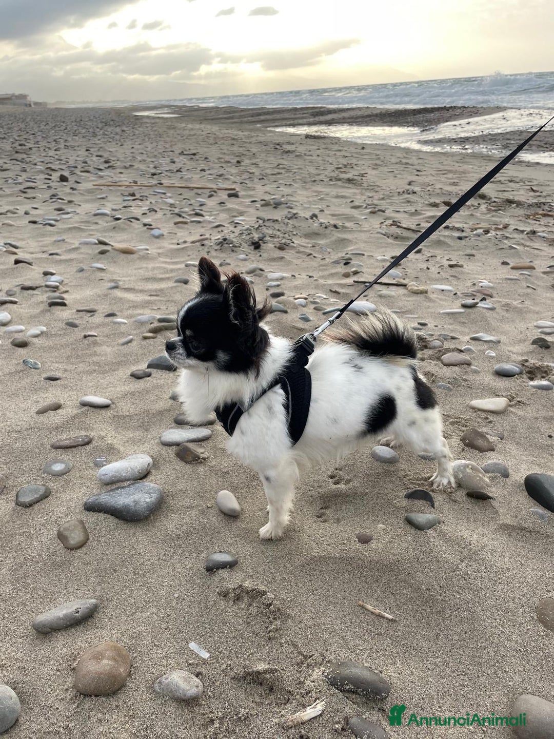 Chihuahua cani per accoppiamento: CHIHUAHUA PELO LUNGO PER MONTA - Annuncio 2