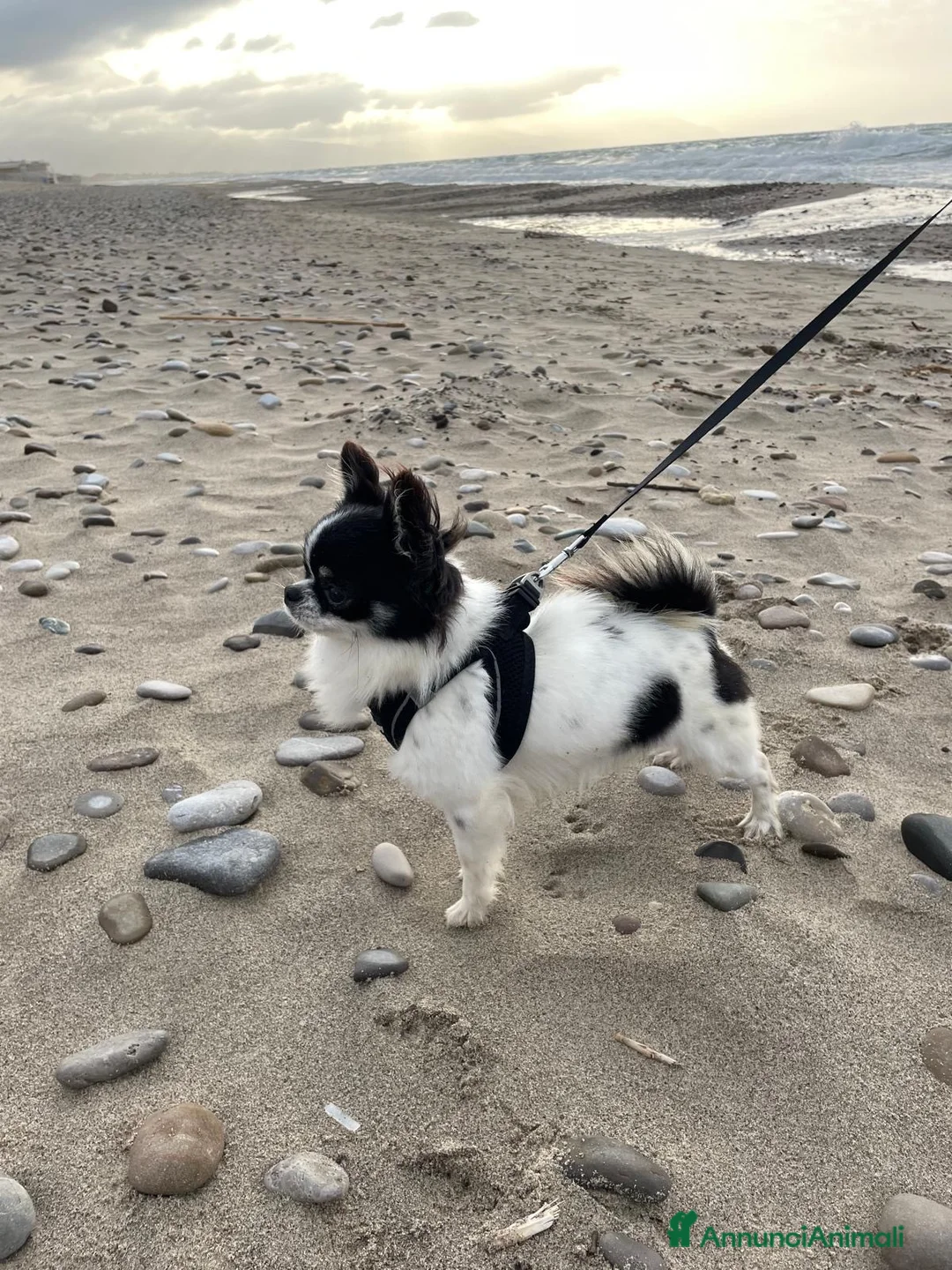 Chihuahua cani per accoppiamento: CHIHUAHUA PELO LUNGO PER MONTA - Annuncio 2