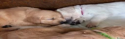 Golden Retriever cani in vendita: Cuccioli Golden Retriever - Annuncio 4