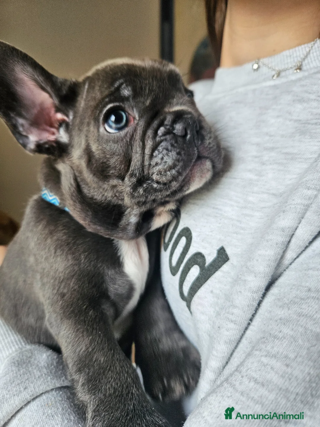 Bulldog Francese cani in vendita: Cuccioli bulldog francese - Annuncio 3