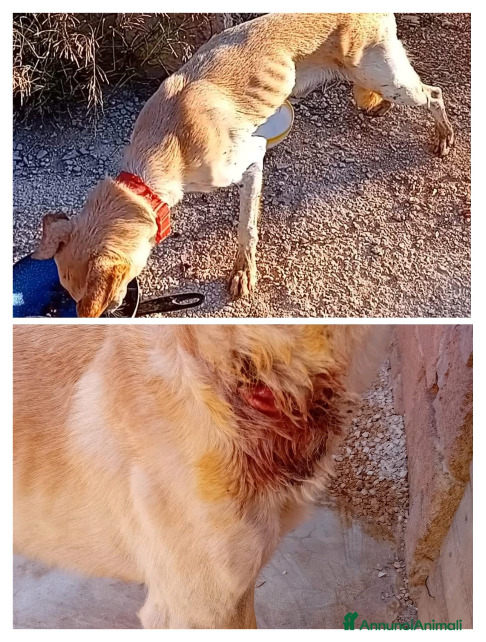 Meticcio cani in regalo: spritz - Annuncio 1