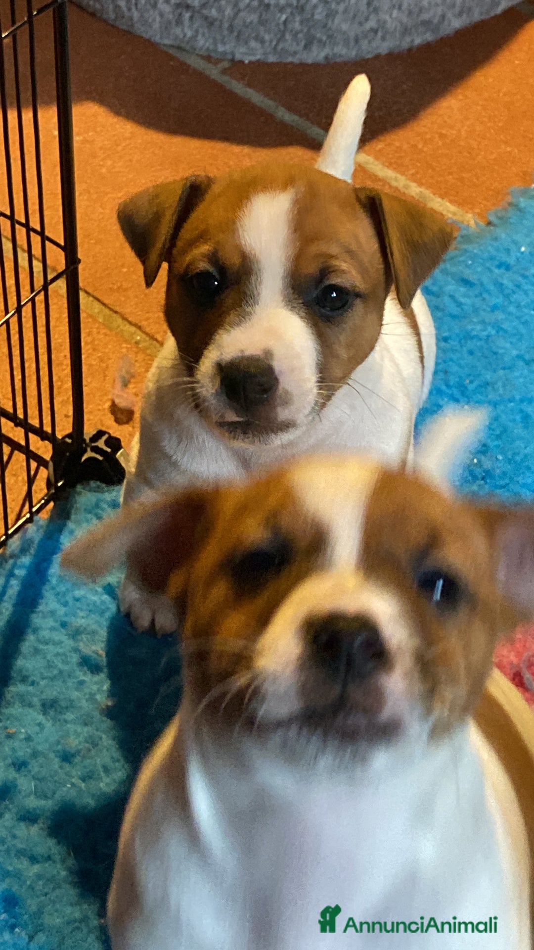 Jack Russell cani in vendita: JACK RUSSELL TERRIER pelo corto pedigree - Annuncio 12