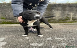 Meticcio cani in regalo: CICCIO, indipendente meticcio nero cerca casa a Città metropolitana di Milano - Immagine 5