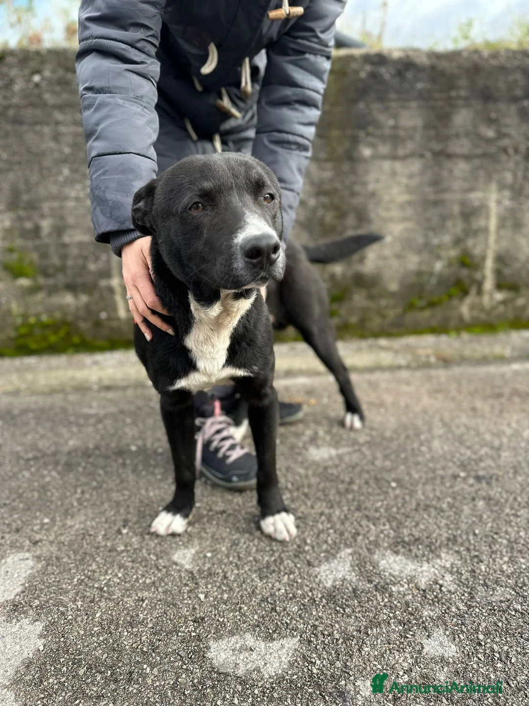 Meticcio cani in regalo: CICCIO, indipendente meticcio nero cerca casa a Città metropolitana di Milano - Annuncio 5