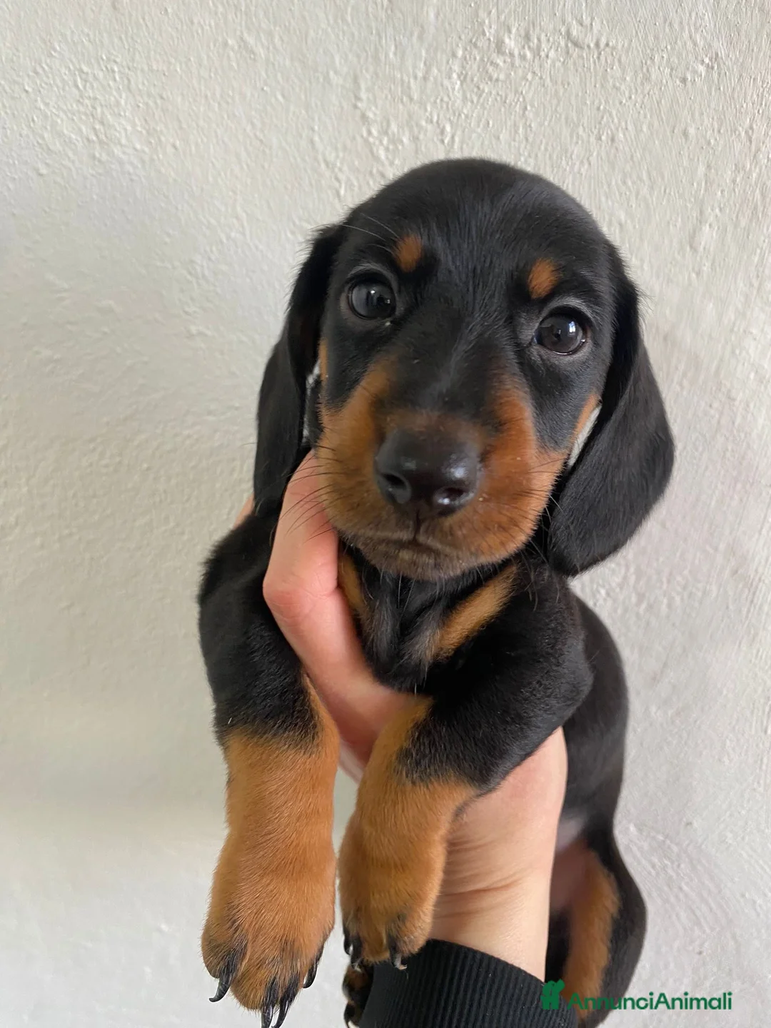 Bassotto cani in vendita: Bassotto nano tedesco - Annuncio 4