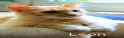 Altre razze gatti in regalo: LEON GATTINO STUPENDO A PELO LUNGO ROSA - Annuncio 4