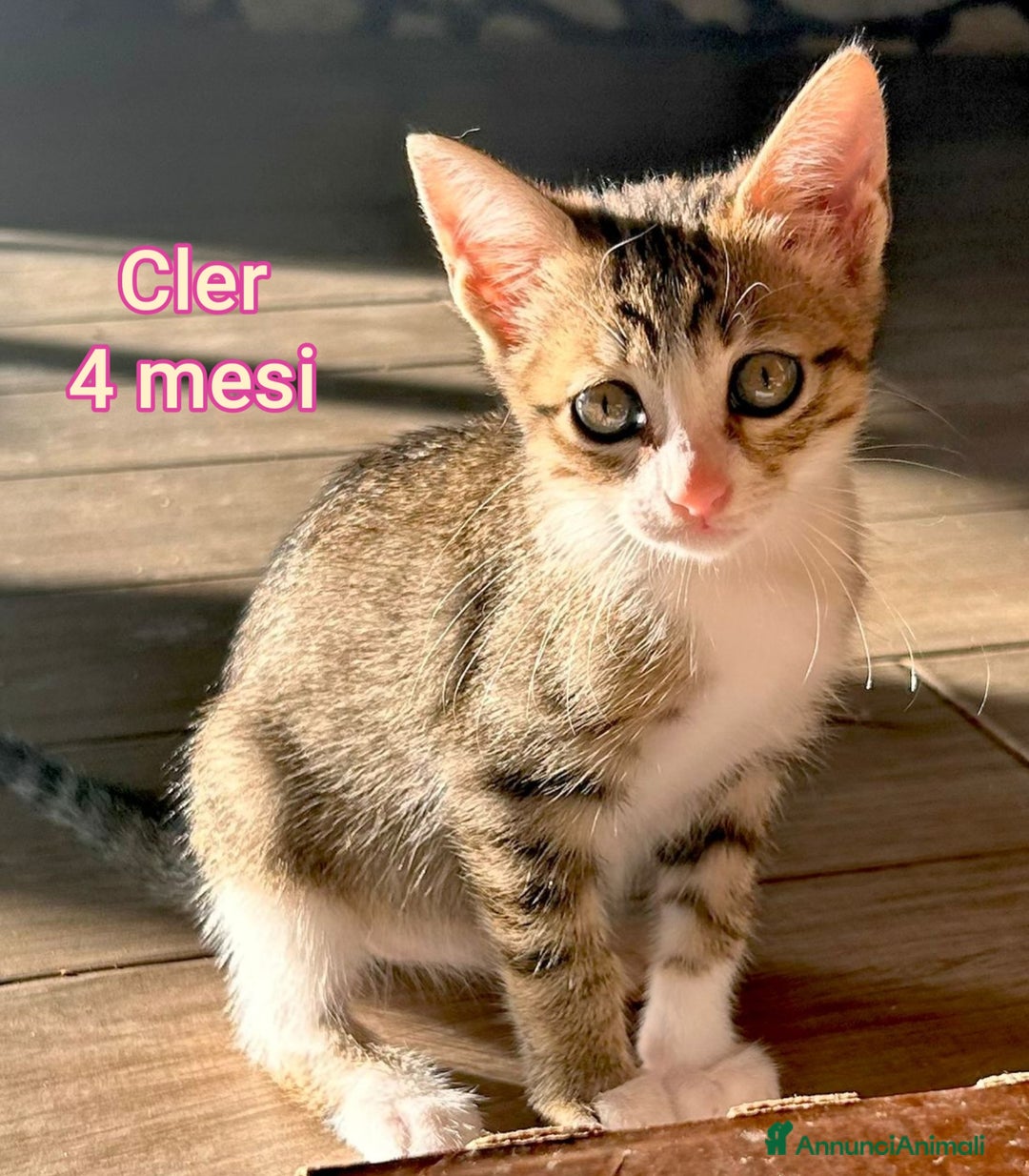 Meticcio gatti in regalo: ADOZIONI URGENTI PER QUESTI GATTINI  - Annuncio 3