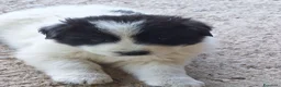 Meticcio cani in vendita: 🐶 Cucciola femmina bianca con macchie nere - Annuncio 16