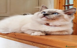 Ragdoll gatti in vendita: Ragdoll  cuccioli  a Torino - Immagine 4