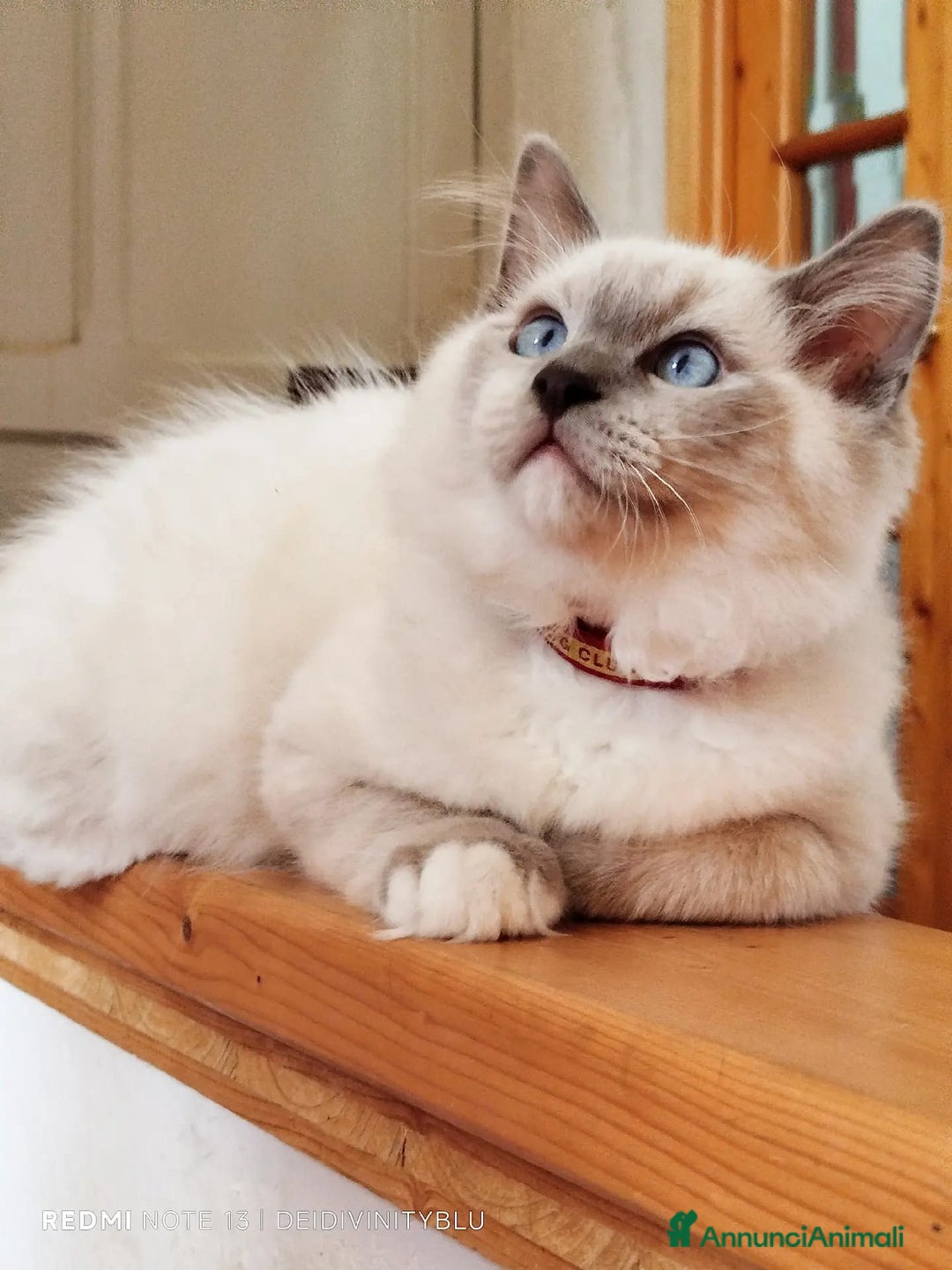 Ragdoll gatti in vendita: Ragdoll  cuccioli  a Torino - Immagine 4