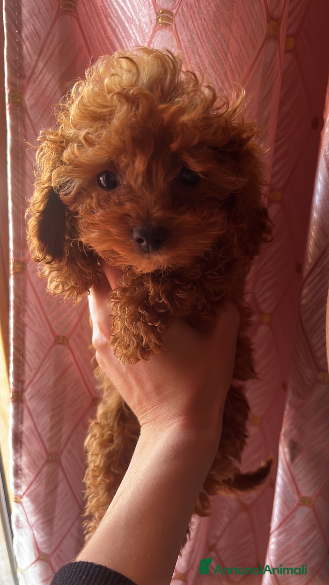 Barboncino Toy cani Barboncino autentico mini Toy red - Annuncio 2