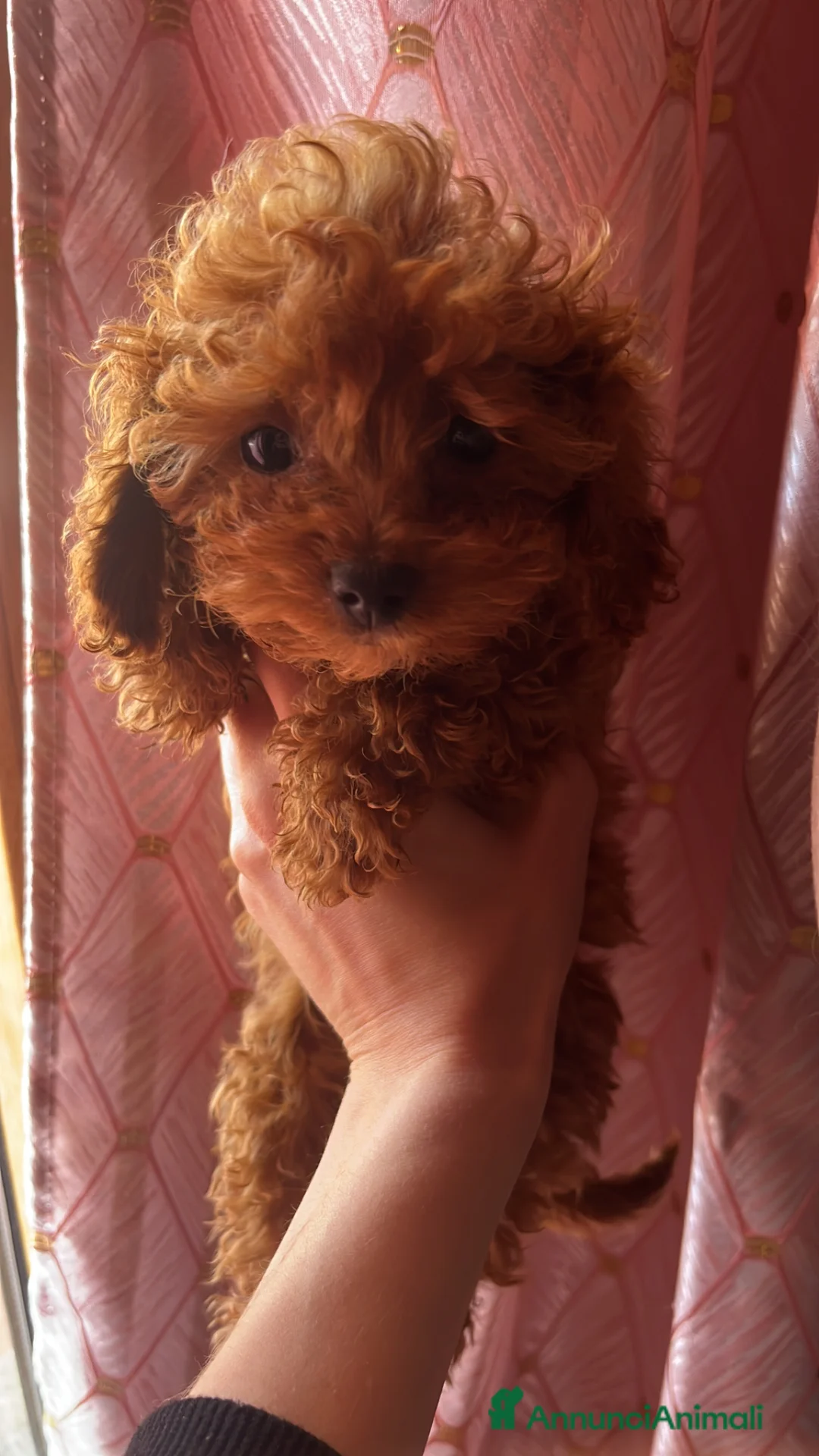 Barboncino Toy cani in vendita: Barboncino autentico mini Toy red - Annuncio 1