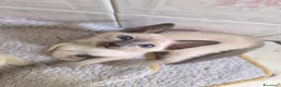 Thai gatti in vendita: Old Style Siamese, Thai con Pedigree e microchip - Annuncio 3