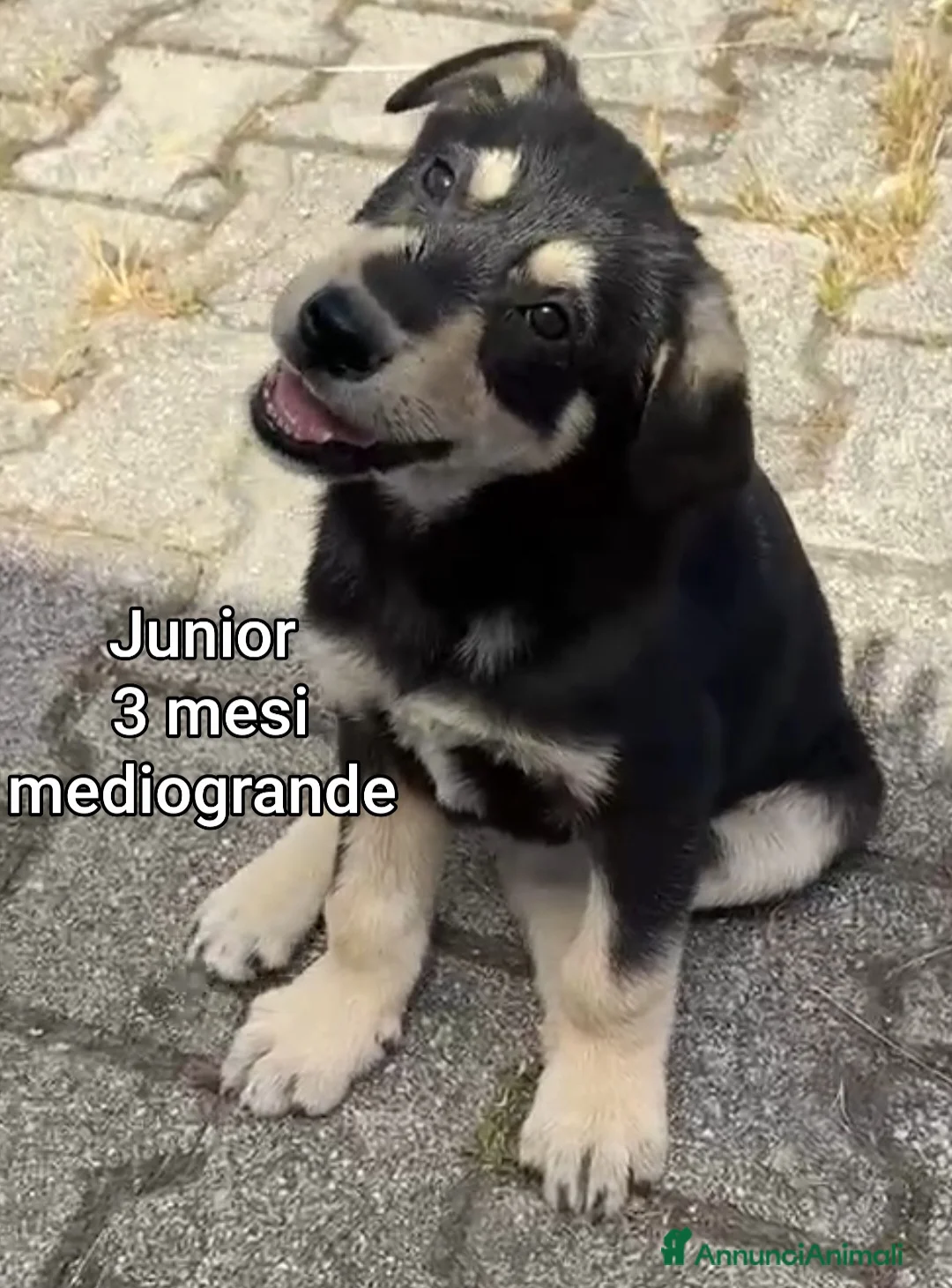 Meticcio cani in regalo: TANTI CUCCIOLI SOLI! a Provincia di Vicenza - Annuncio 1
