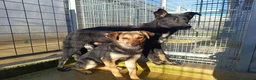 Meticcio cani in regalo: Carlo: 2 anni, taglia media  - Annuncio 12