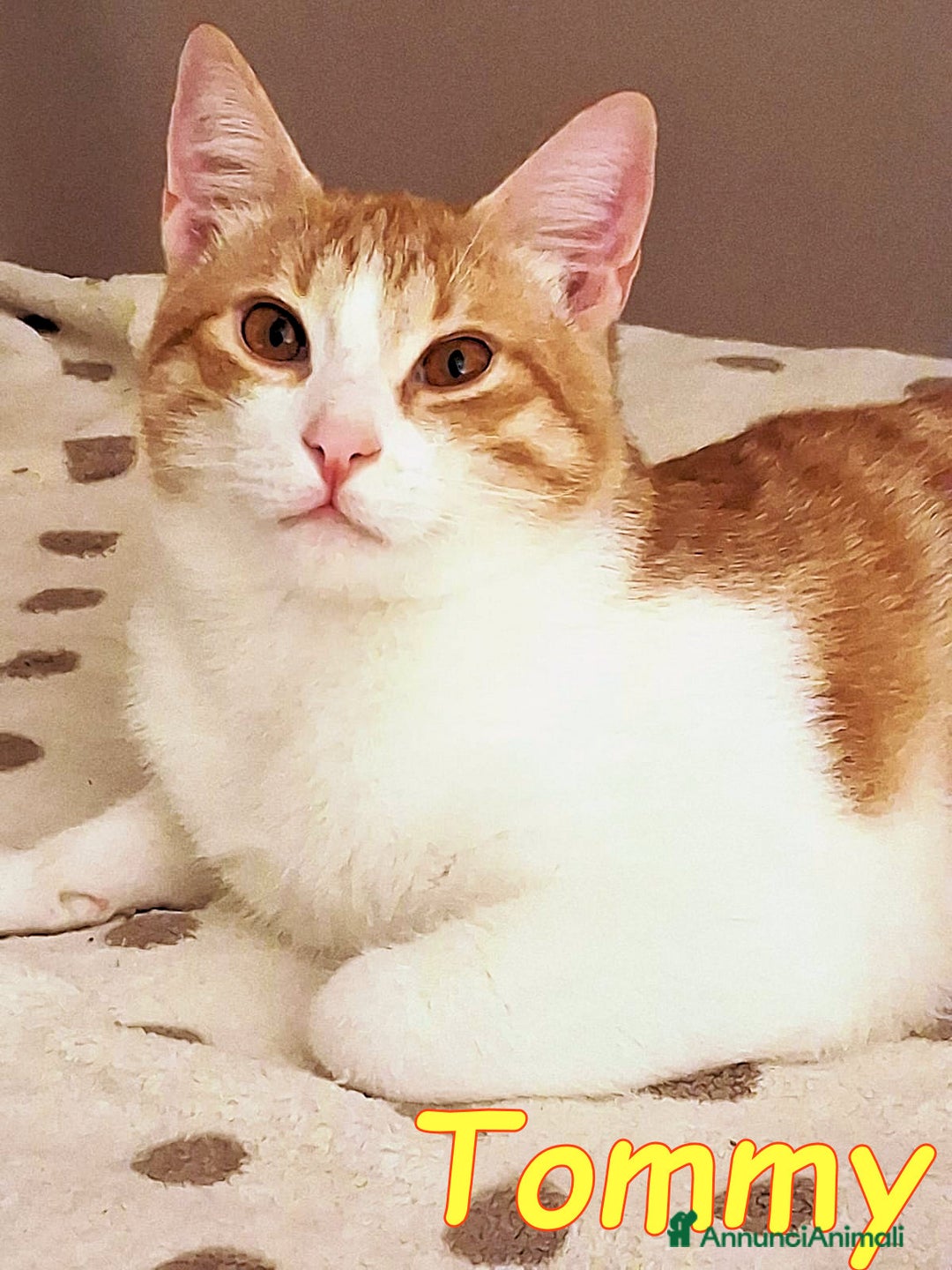 Europeo gatti in regalo: DUE AMORI DI GATTINI  - Annuncio 10