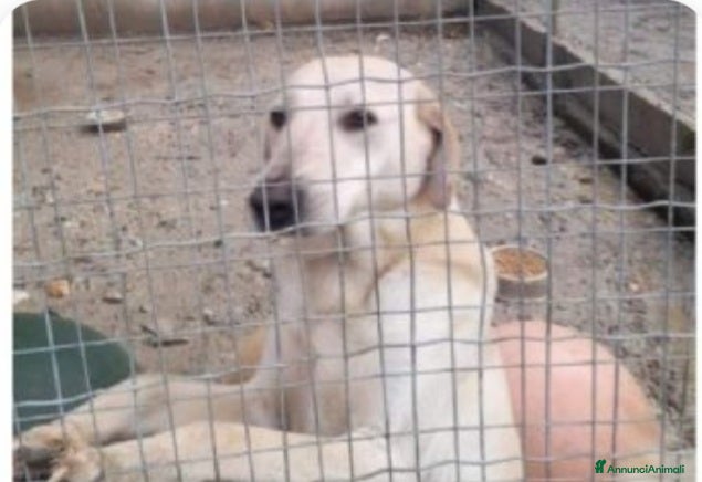 Meticcio cani Lucas 3/4anni 2anni di invani appelli.SOS CALABRIA - Annuncio 39