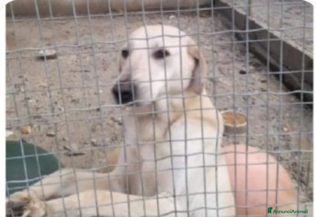 Meticcio cani in regalo: Lucas 3/4anni 2anni di invani appelli.SOS CALABRIA a Città metropolitana di Milano - Annuncio 1