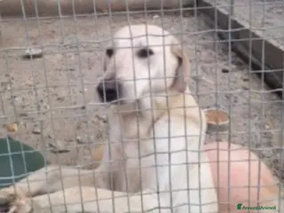 Meticcio cani Lucas 3/4anni 2anni di invani appelli.SOS CALABRIA - Annuncio 39