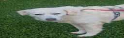 Meticcio cani in regalo: Fatima è tutto ciò che cerchi - Annuncio 15