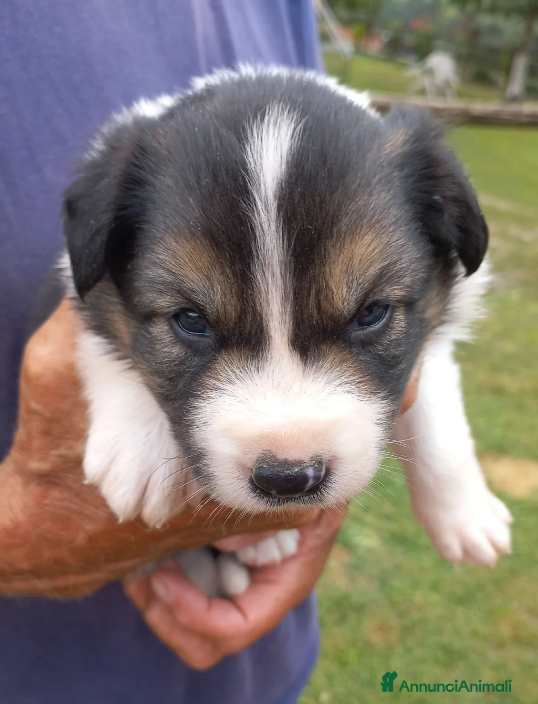 Bearded Collie cani in vendita: Cuccioli border collie  - Annuncio 2