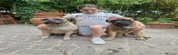 Bullmastiff cani in vendita: 🐾 *CUCCIOLI BULLMASTIFF CON PEDIGREE* 🐾 - Annuncio 4
