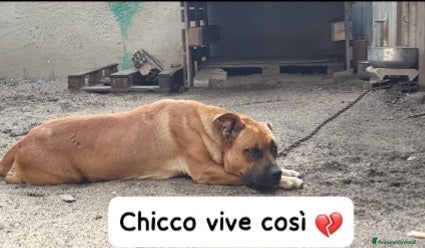 Meticcio cani 1anno vive legato e maltrattato URGENTE AIUTO  - Annuncio 22