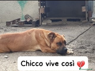 Meticcio cani 1anno vive legato e maltrattato URGENTE AIUTO - Annuncio 12