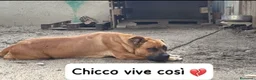 Meticcio cani in regalo: 1anno vive legato e maltrattato URGENTE AIUTO  - Annuncio 1
