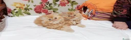 Persiano gatti in vendita: Cuccioli di Persiano - Annuncio 5