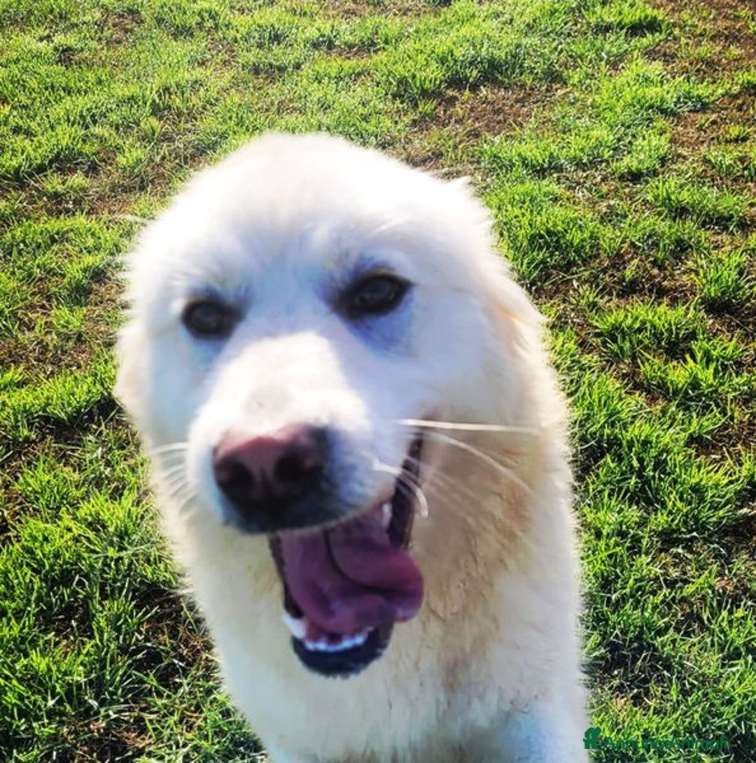 Pastore Maremmano cani in regalo: Lucius, cucciolone di pastore maremmano - Annuncio 8