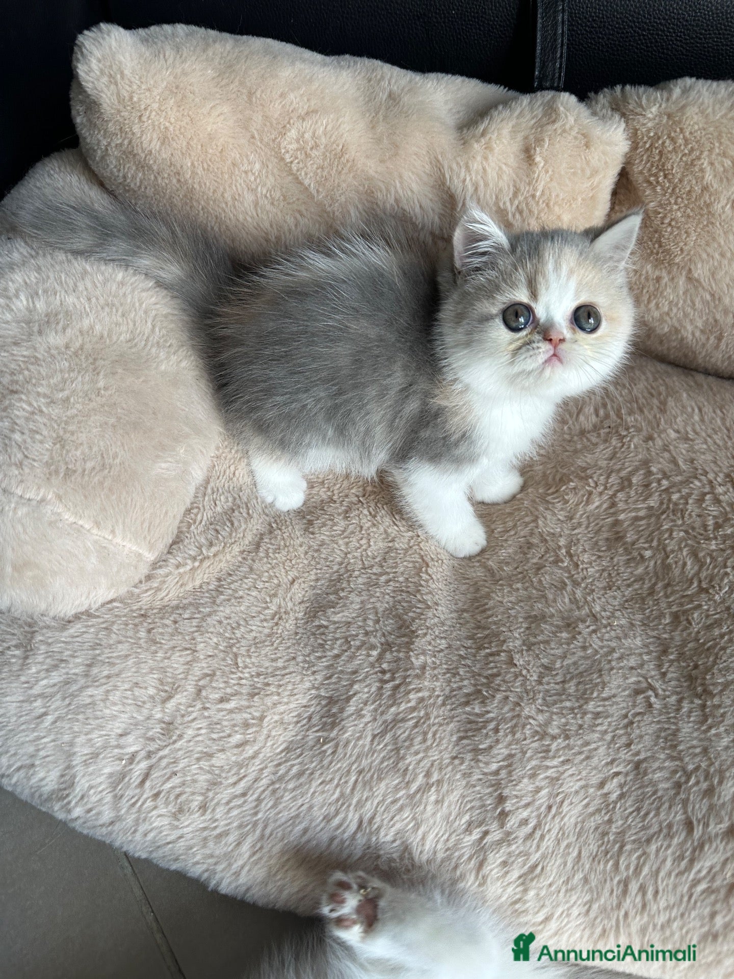 Exotic Shorthair gatti in vendita: Cucciola calico diluita exotic shorthair  - Annuncio 1