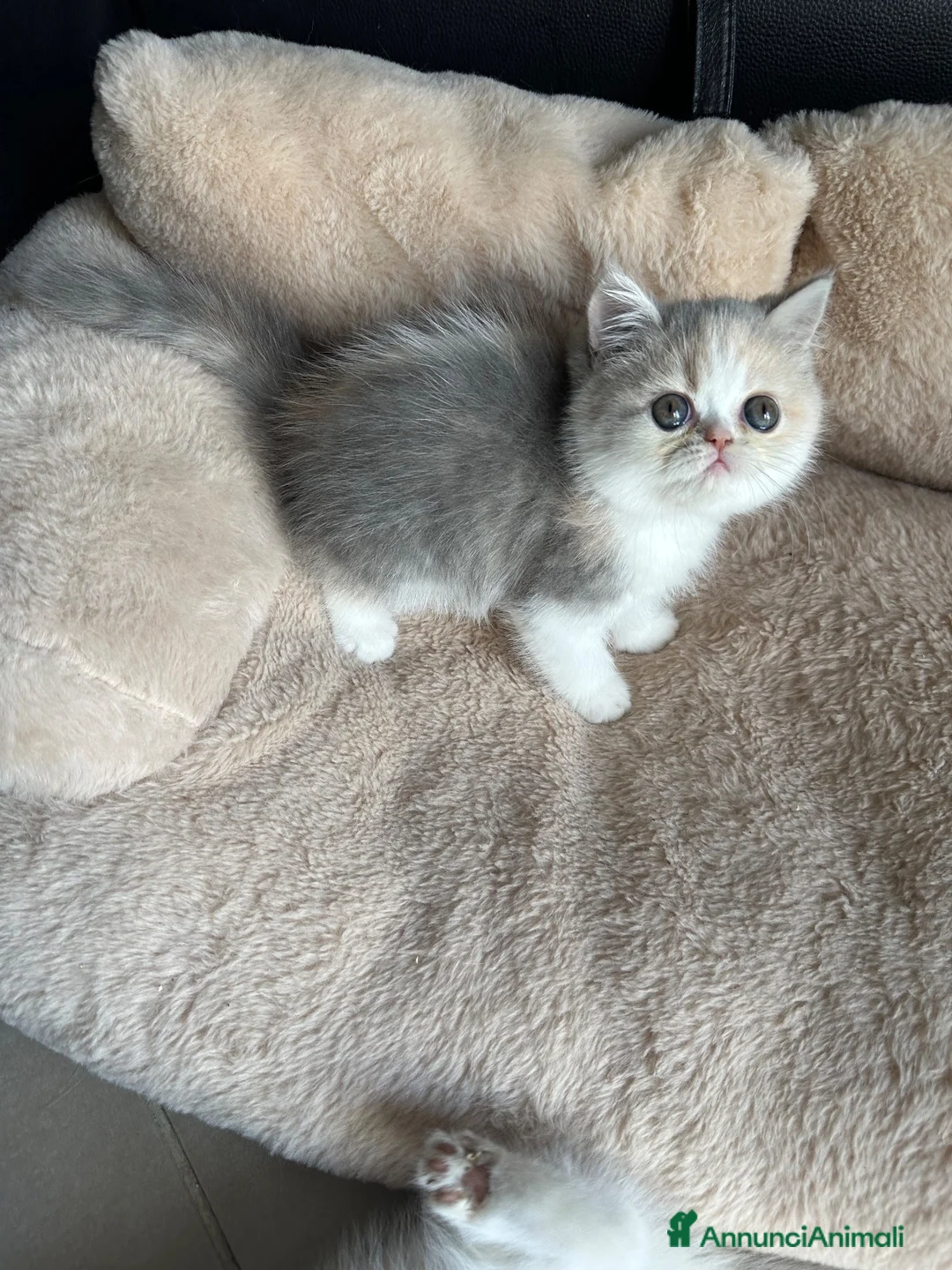 Exotic Shorthair gatti in vendita: Cucciola calico diluita exotic shorthair  - Annuncio 1