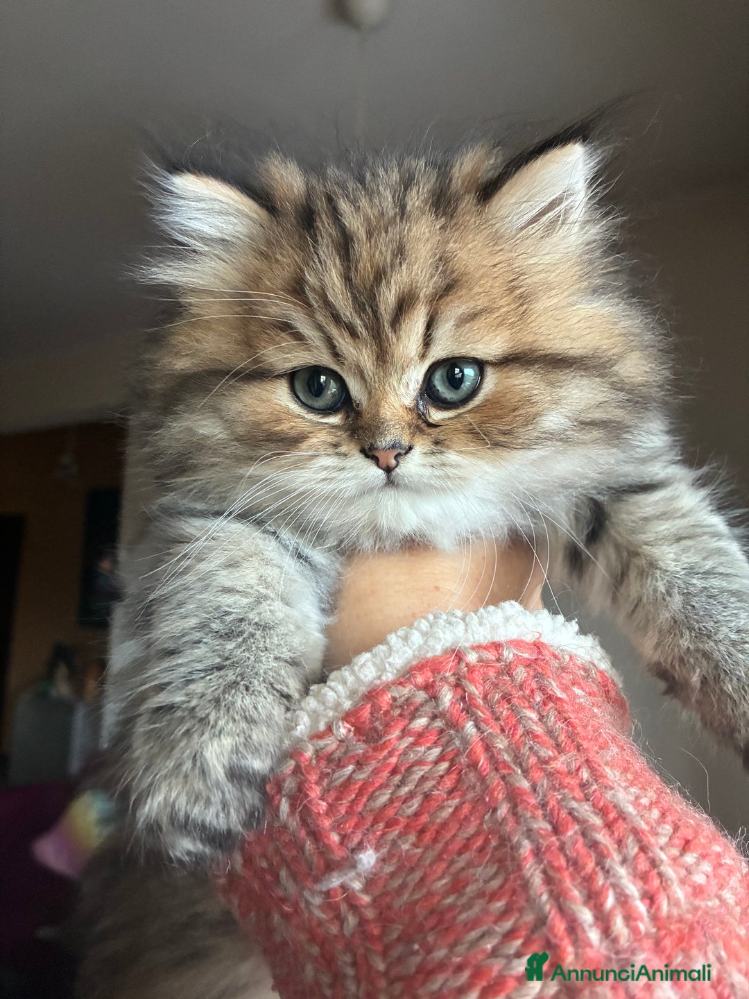 Persiano gatti in vendita: Persiano chincilla  - Annuncio 13