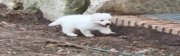 Pastore Abbruzzese Maremmano cani in vendita: Cuccioli di Pastore Maremmano con Pedigree a Città metropolitana di Roma Capitale - Annuncio 7
