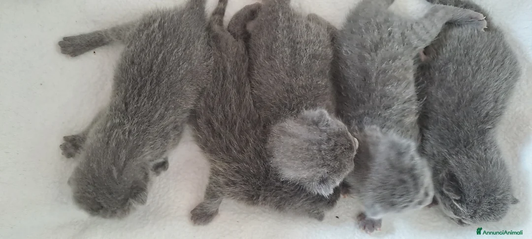 Certosino gatti in vendita: Gattini Certosini - Annuncio 2