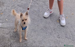 Volpino Italiano cani in regalo: Cane di taglia mini a Provincia di Imperia - Immagine 1
