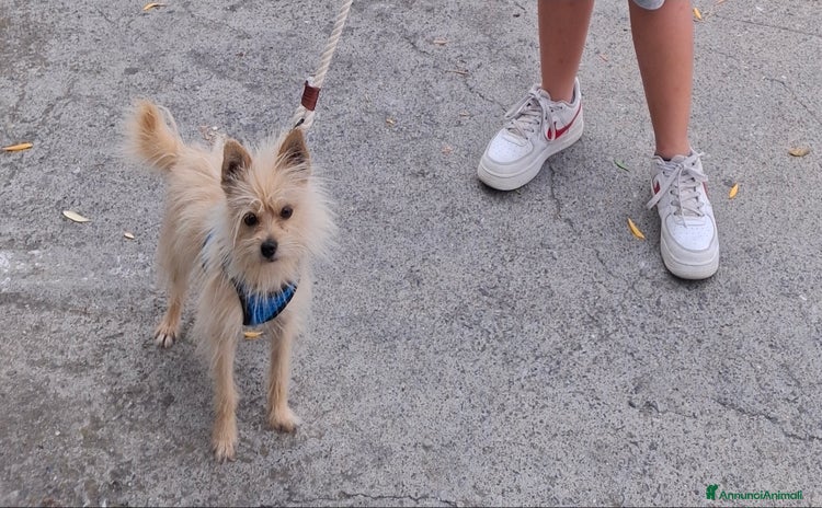 Volpino Italiano cani a Provincia di Imperia - Annuncio 1