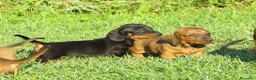 Bassotto cani in vendita: Bassotti nani a pelo corto - Annuncio 2