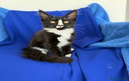 Maine Coon gatti in vendita: Cucciola Maine coon da compagnia disponibile  a Provincia di Novara - Immagine 6