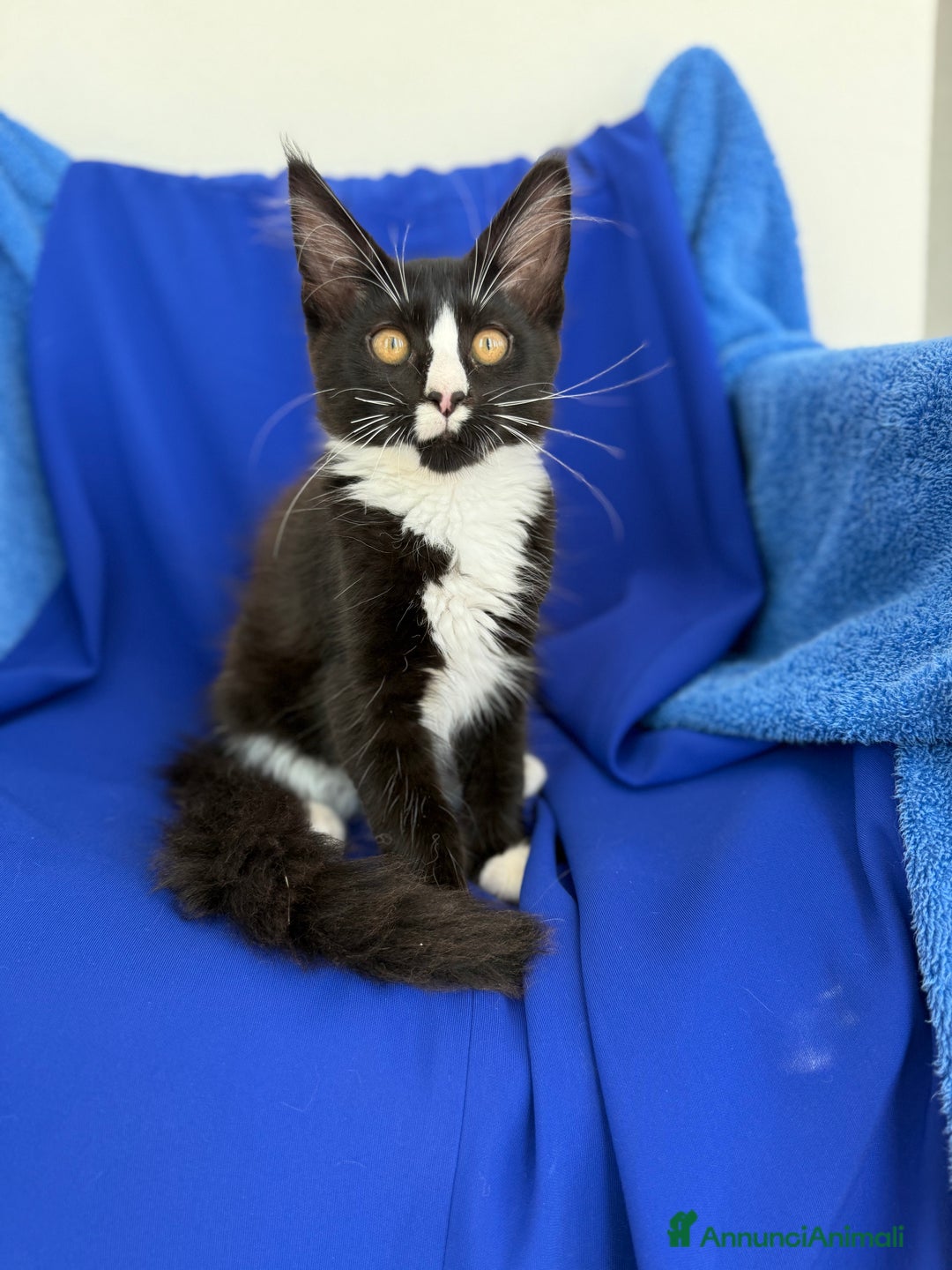 Maine Coon gatti in vendita: Cucciola Maine coon da compagnia disponibile  a Provincia di Novara - Immagine 6