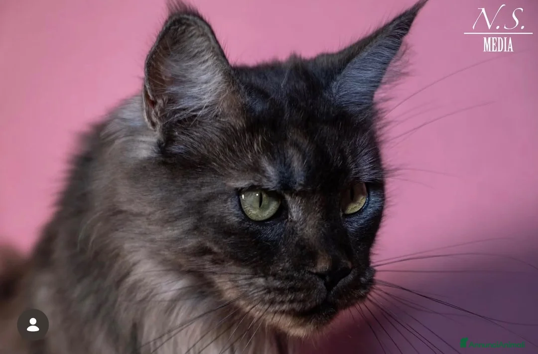 Maine Coon gatti in vendita: Maine coon rehoming  - Annuncio 2