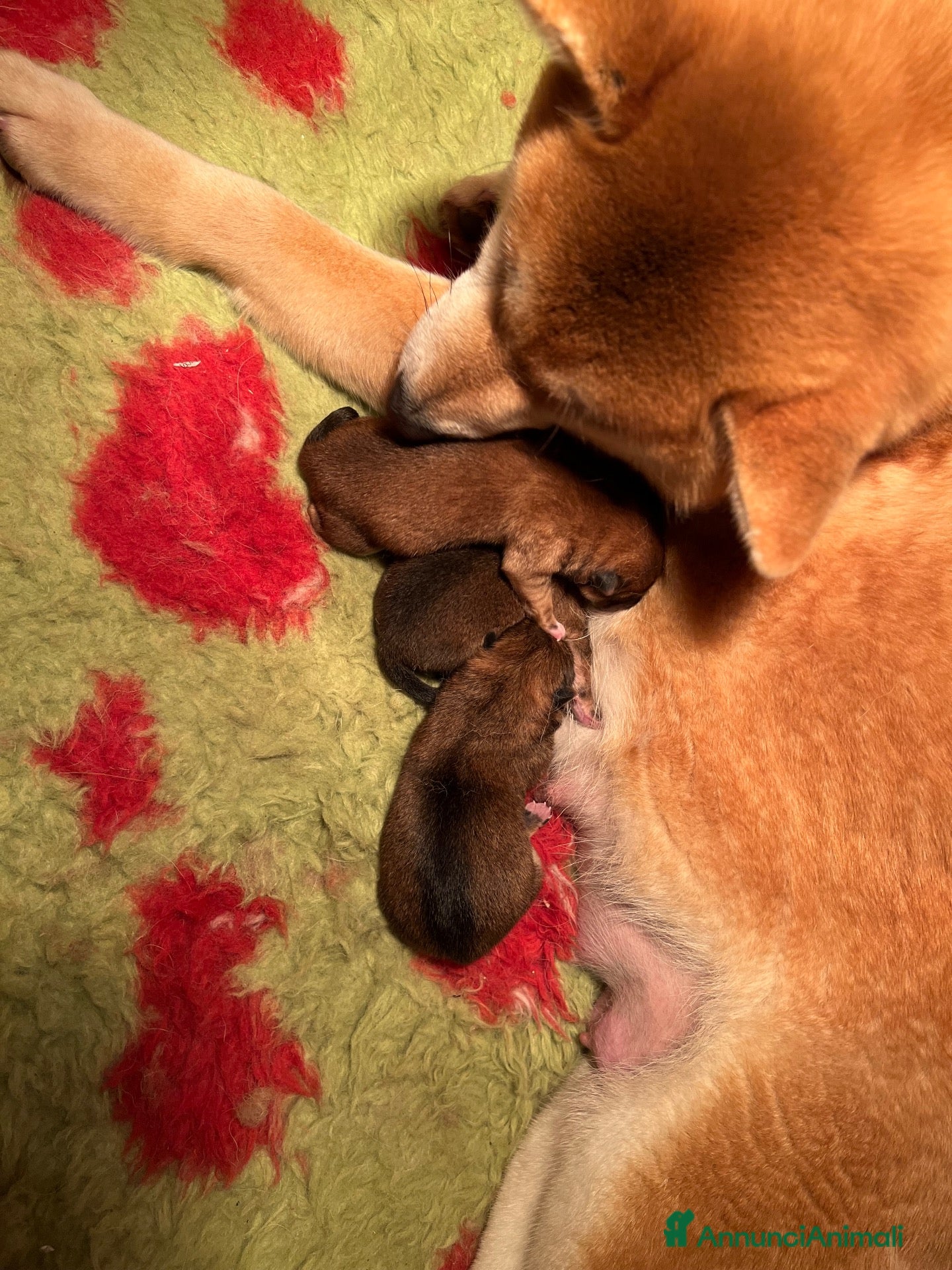 Shiba Inu cani Shiba inu - Annuncio 2