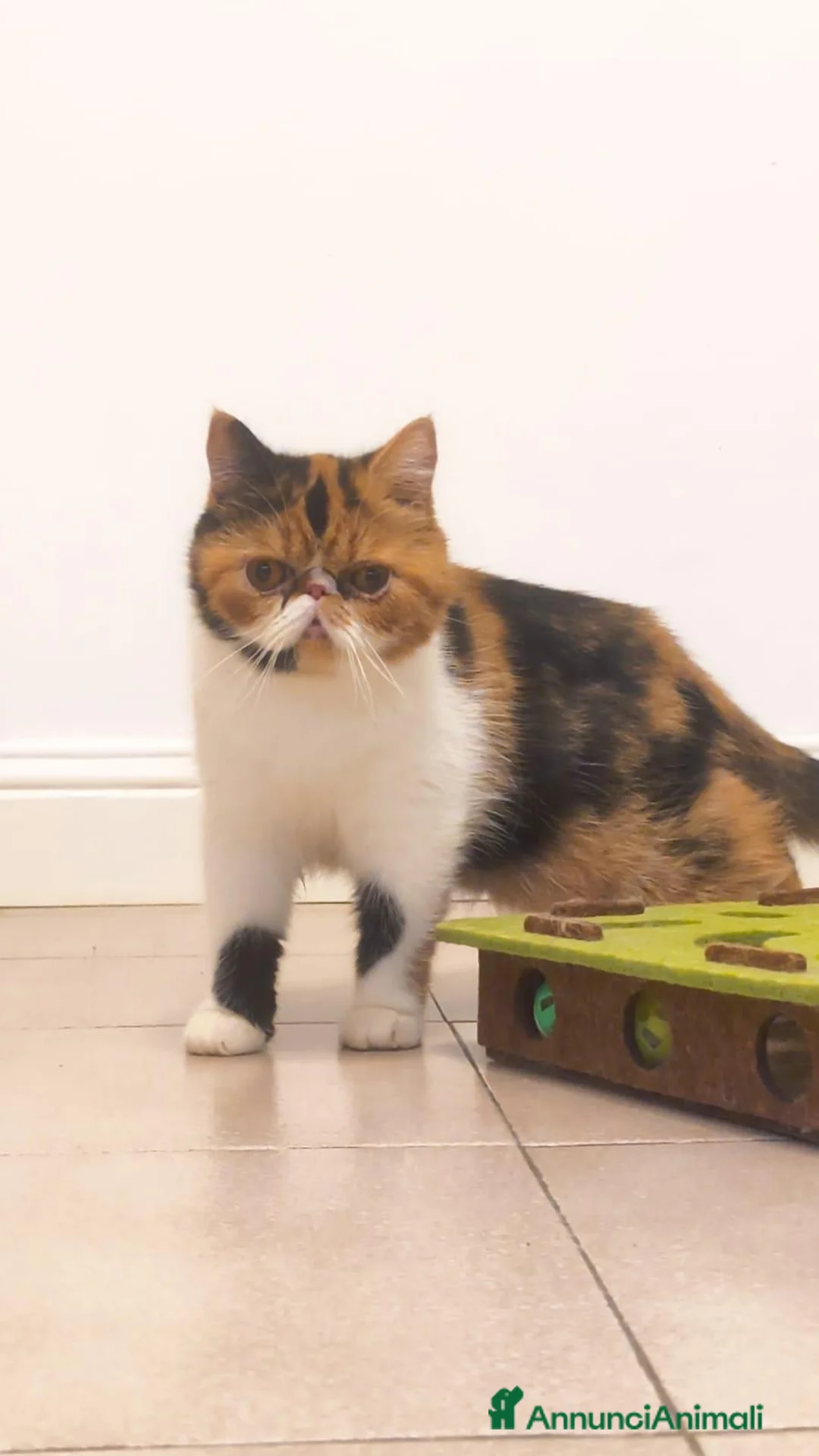 Exotic Shorthair gatti in vendita: Exotic Calico  - Annuncio 2