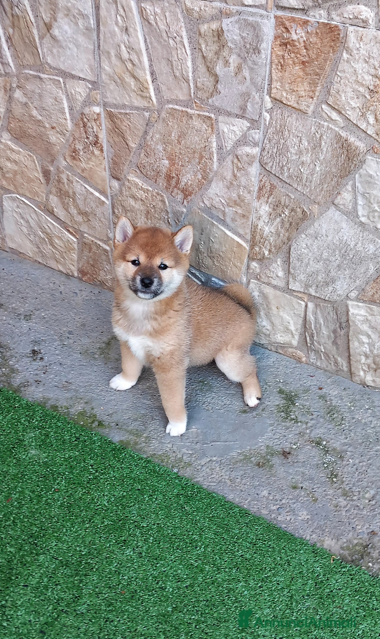 Shiba Inu cani Shiba inu femmina rossa pedigree  - Annuncio 1