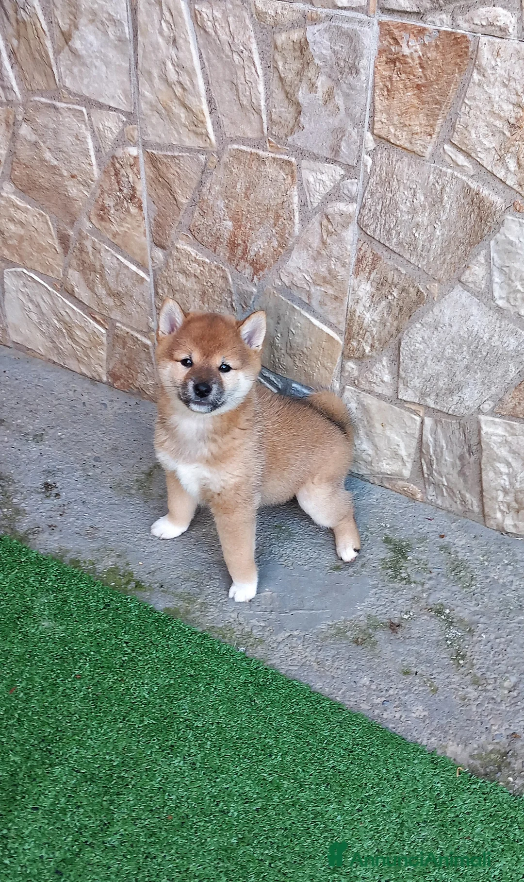 Shiba Inu cani in vendita: Shiba inu femmina rossa pedigree  - Annuncio 1