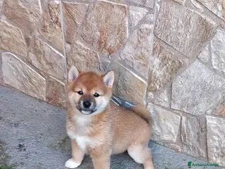 Shiba Inu cani Shiba inu femmina rossa pedigree - Annuncio 1