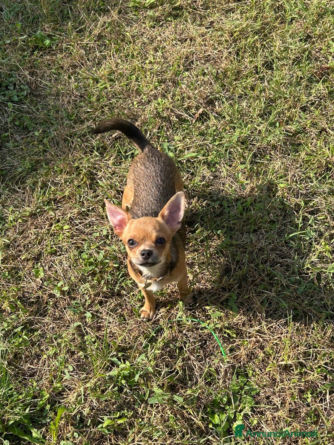 Chihuahua cani in vendita: Chihuahua femmina pedigree Enci pelo corto fulvo - Annuncio 10