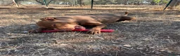 Pitbull cani in regalo: Shakira dolcissima pitbull - Annuncio 4