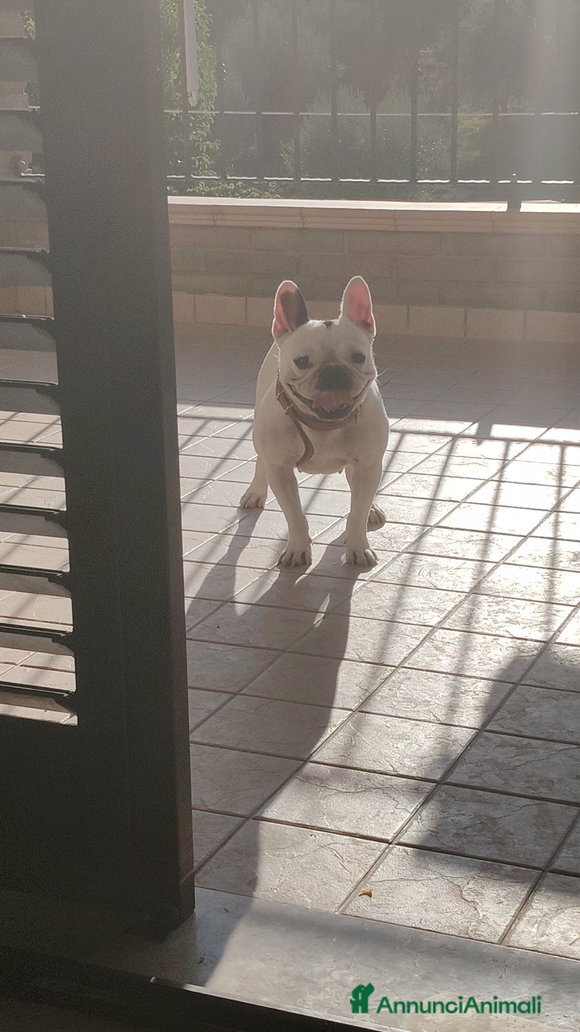 Bulldog Francese cani Cucciolo di bulldog Francese (PEDIGREE ENCI) - Annuncio 17